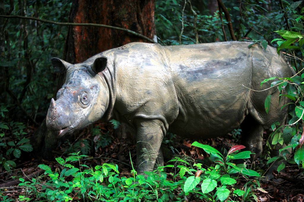 Saving Iman: The Only Surviving Sumatran Rhino🦏of Borneo! – Leaf Blogazine